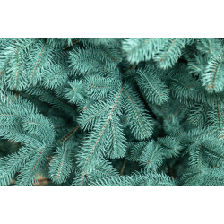 Елка Siga Group Kovalevskaya 47696 150cм Thumb