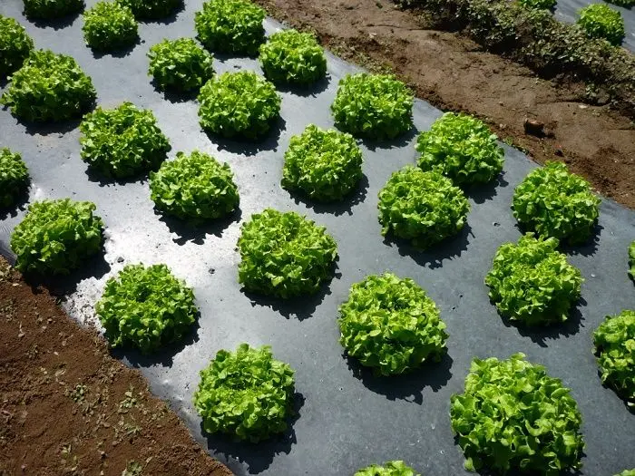 Мyльчиpyющaя плeнкa Sera 25 Black (1x2000м)