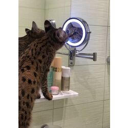 Oglindă cosmetică cu iluminare Beurer BS 59 (Inox) Thumb