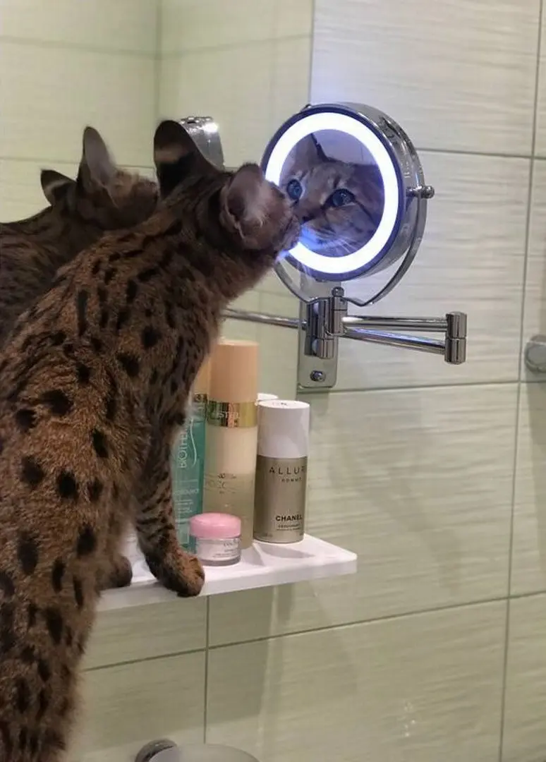 Oglindă cosmetică cu iluminare Beurer BS 59 (Inox)