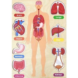 Бизиборд Masterkidz Human Body System (Wood) Thumb