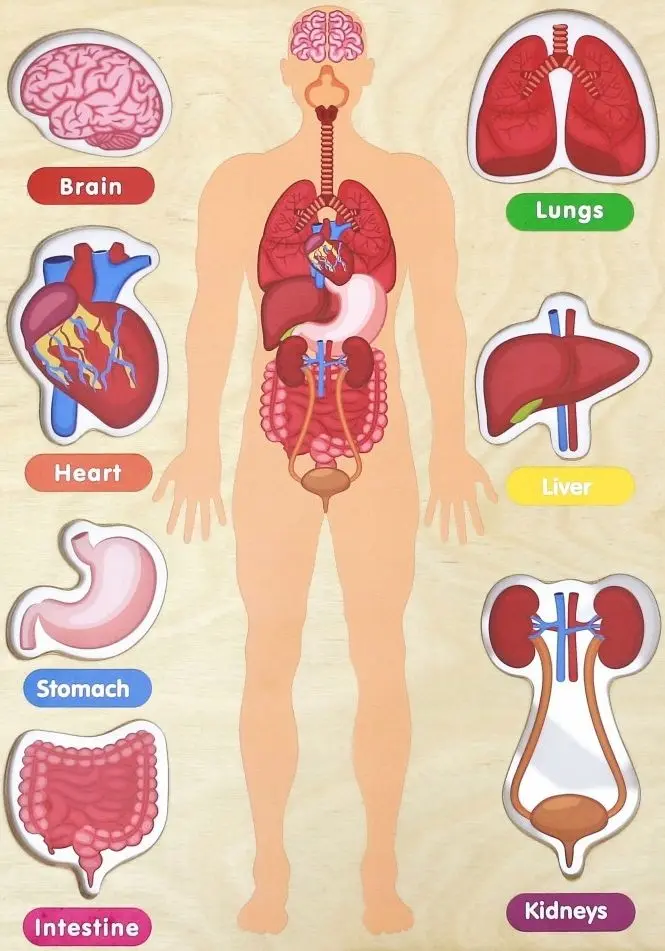 Бизиборд Masterkidz Human Body System (Wood) - 3