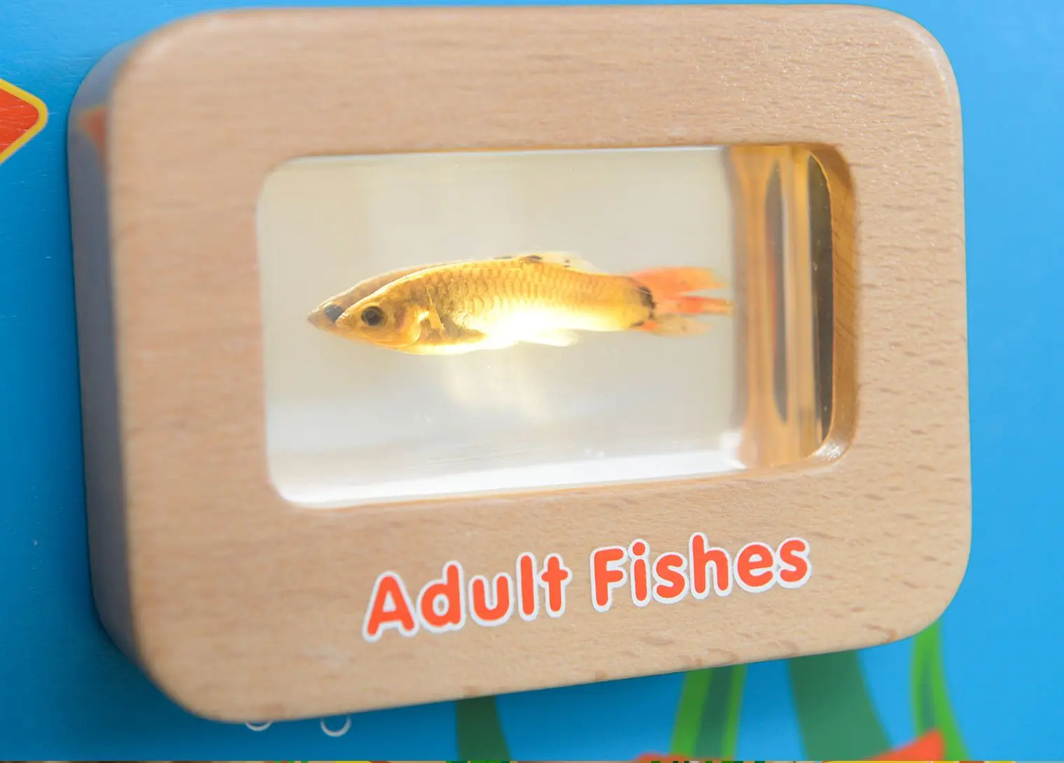 Бизиборд Masterkidz Light-Up Fish Life Cycle Stages Panel ME13231 (Multicolour) - 5