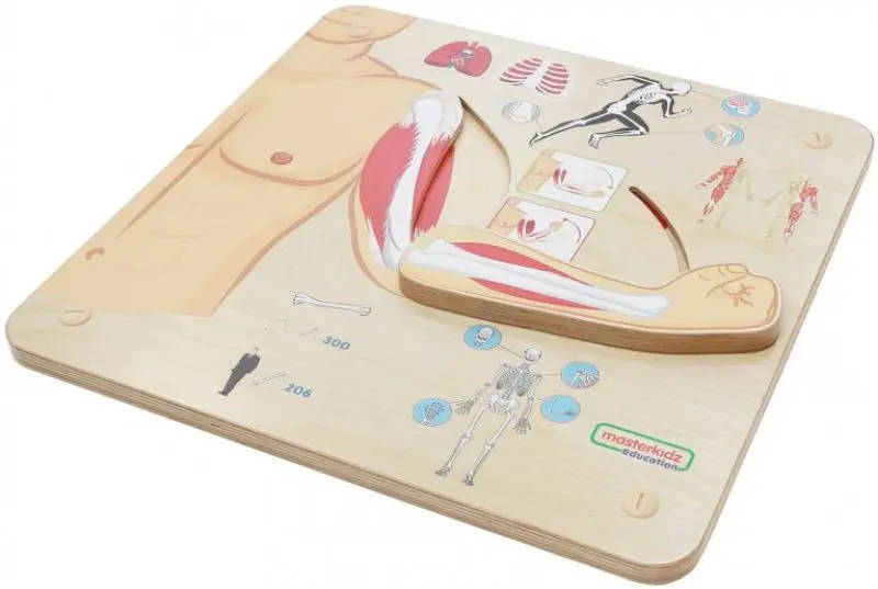 Бизиборд Masterkidz Musculoskeletal System (Wood) - 2