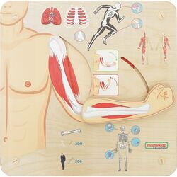 Бизиборд Masterkidz Musculoskeletal System (Wood)