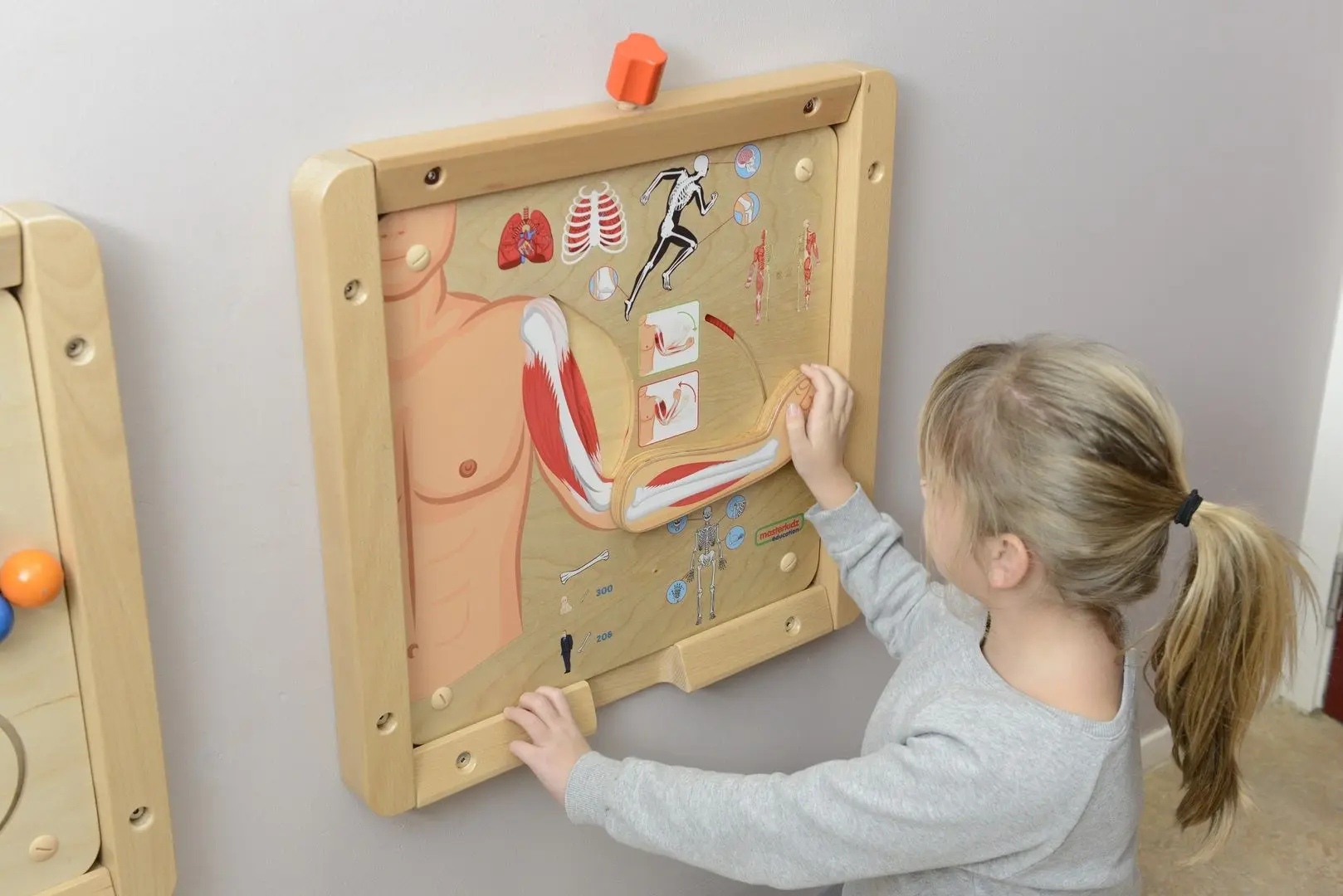 Бизиборд Masterkidz Musculoskeletal System (Wood) - 4