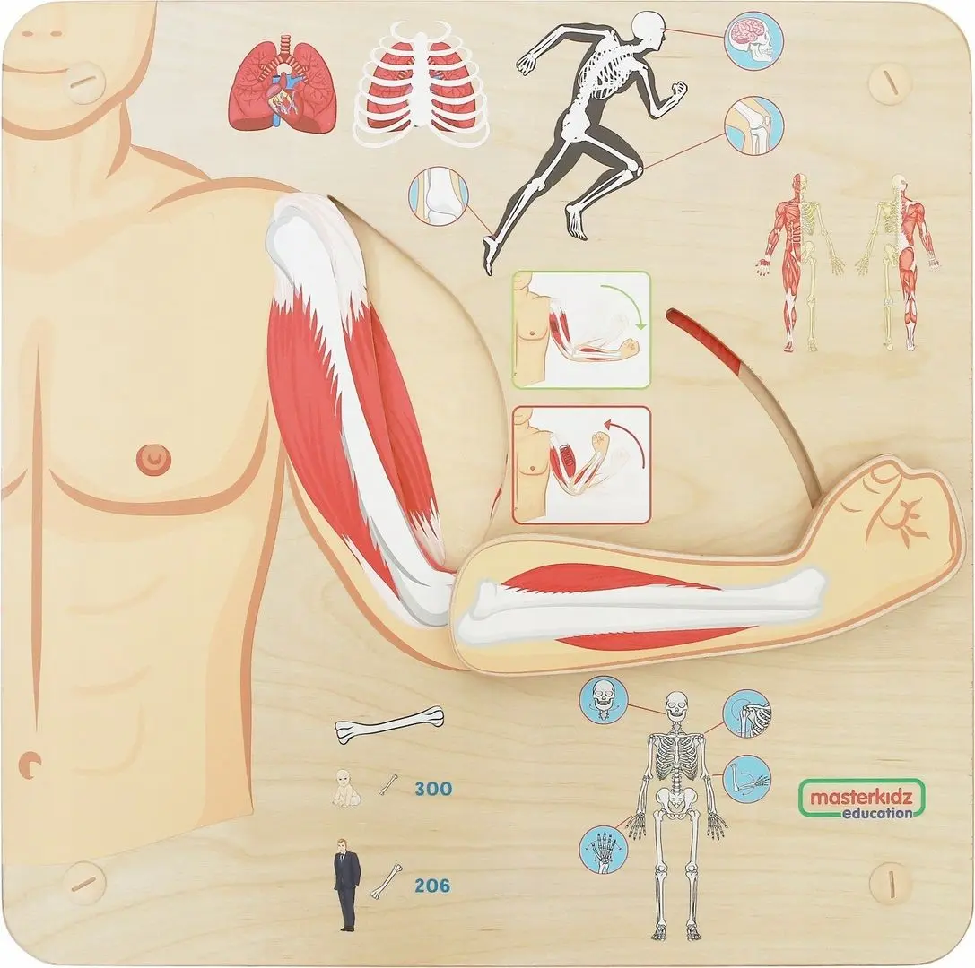 Бизиборд Masterkidz Musculoskeletal System (Wood)
