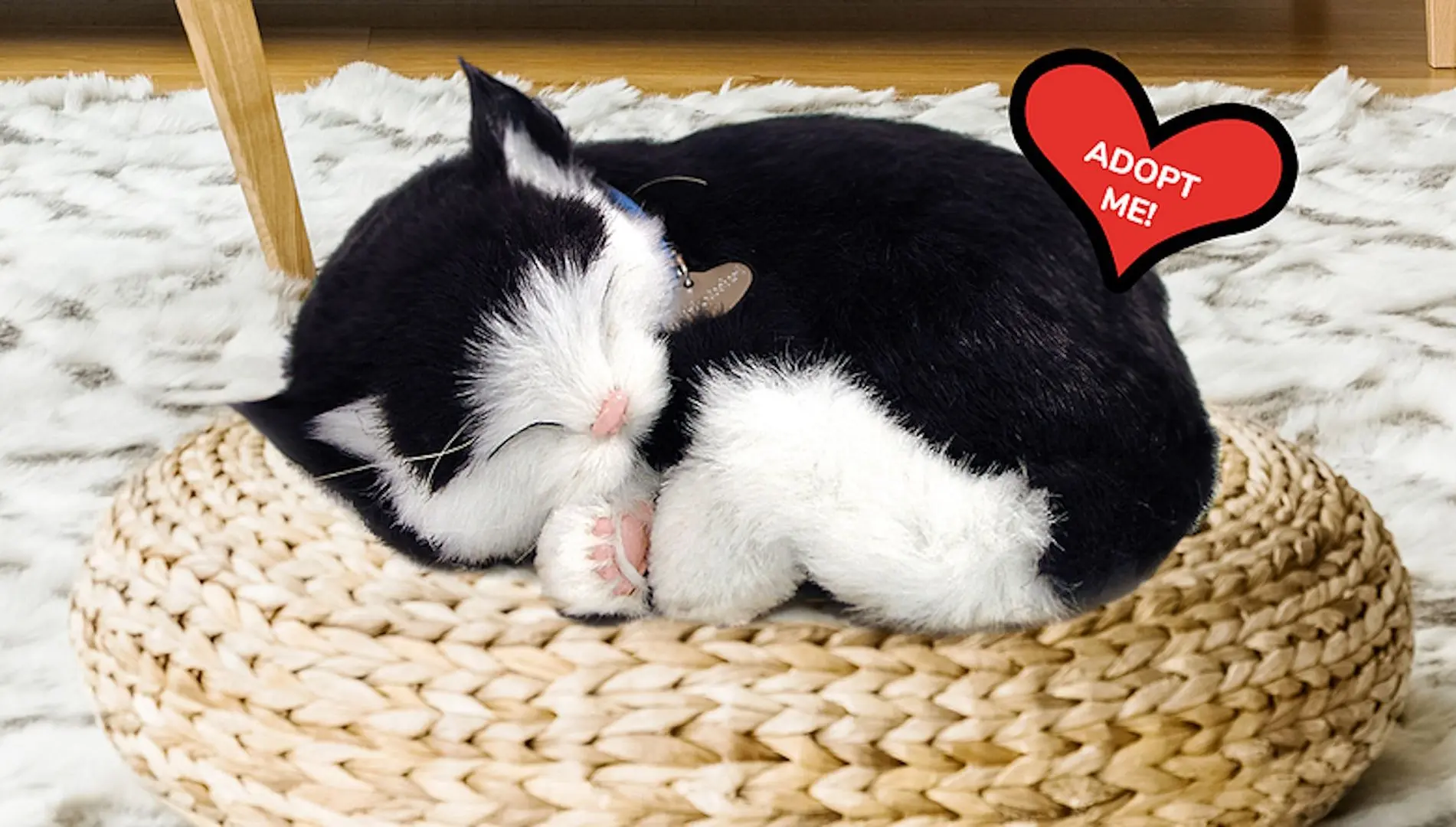 Интерактивная игрушка Perfect Petzzz Kitten (Black/White) - 2