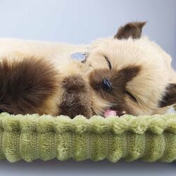 Интерактивная игрушка Perfect Petzzz Siamese Kitten (Brown/Dark Brown) Thumb