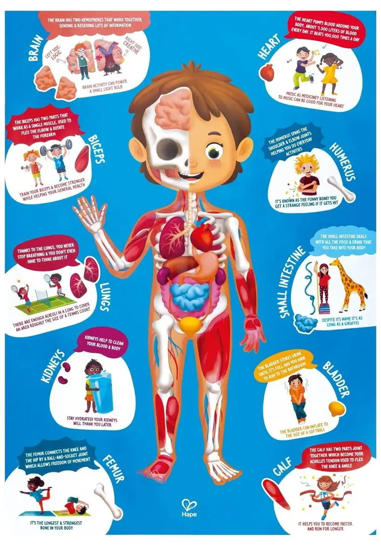 Пазлы Hape Строение тела человека E1635 (Blue) - 4