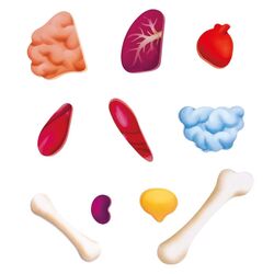 Пазлы Hape Строение тела человека E1635 (Blue) Thumb