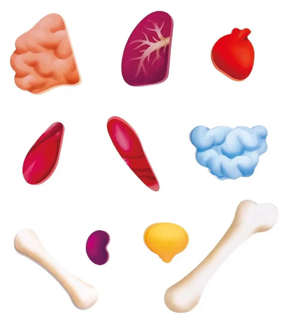 Пазлы Hape Строение тела человека E1635 (Blue) - 5