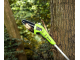 Taietor de crengi cu acmulator Greenworks G40PSFK2 (Green)