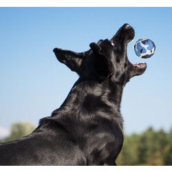 Set mingi de tenis pentru caini Dogs Collection 503375 Thumb