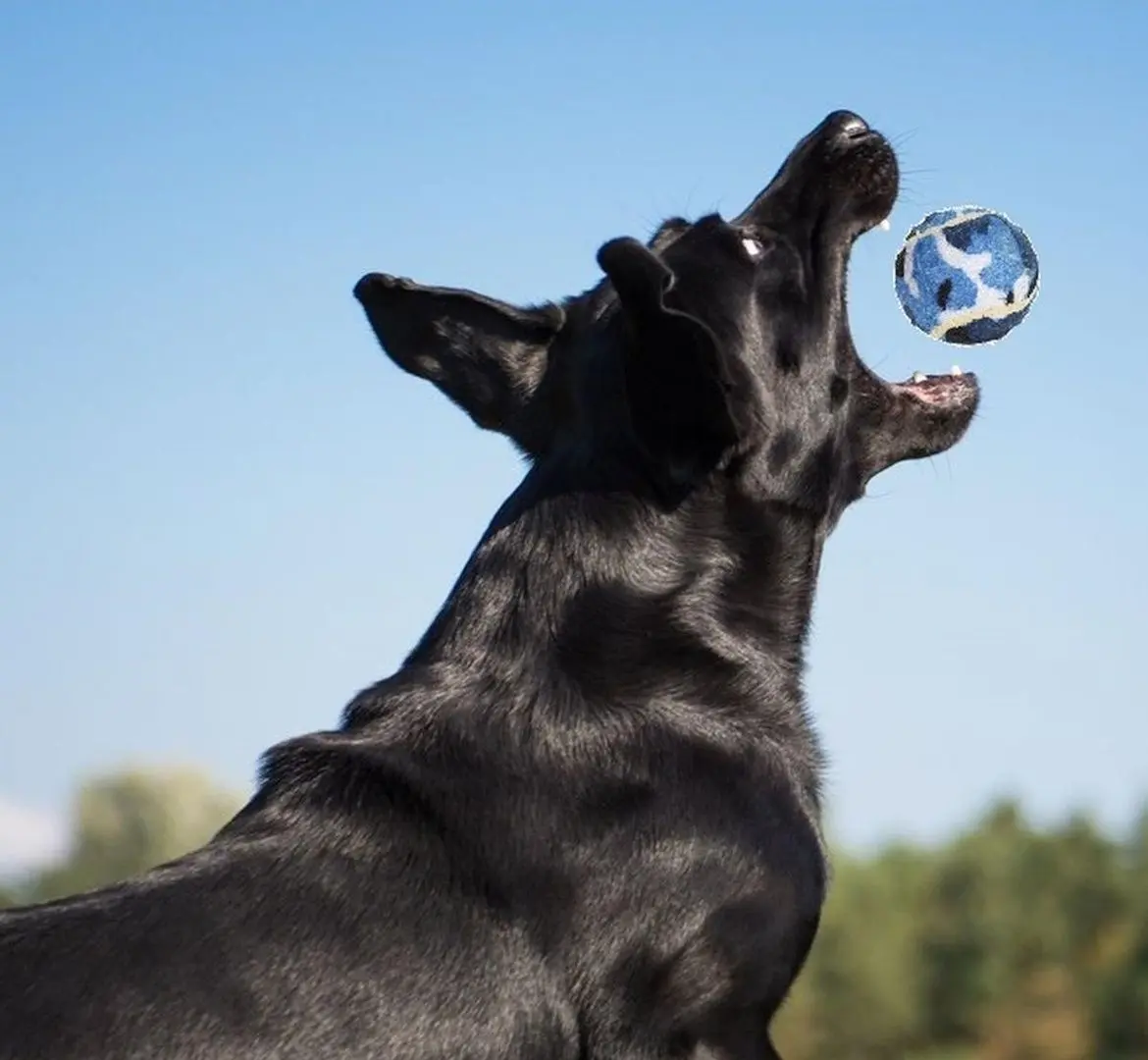 Set mingi de tenis pentru caini Dogs Collection 503375