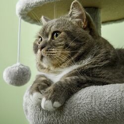 Игровой комплекс для кошек PawHut D30-749V00LG (Light Grey/Beige) Thumb