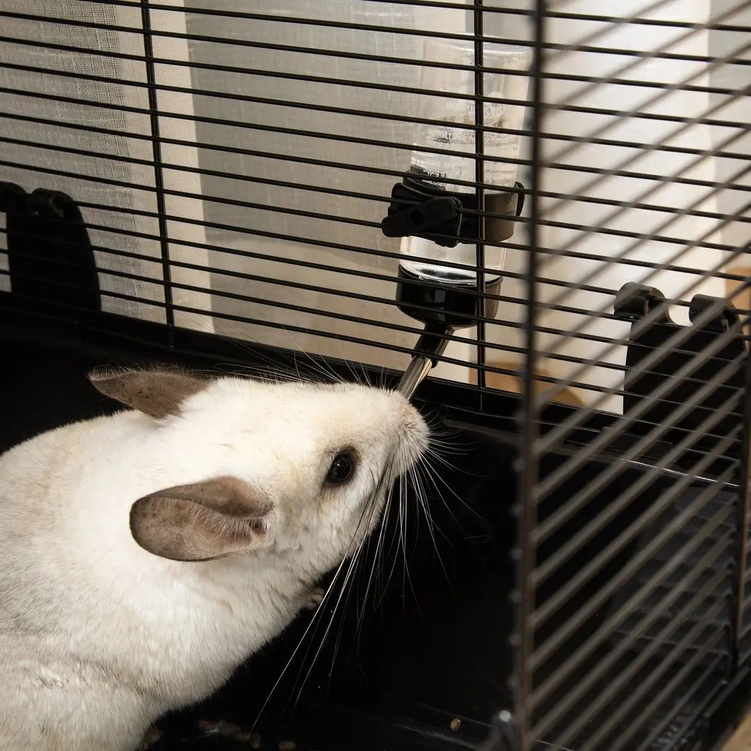 Cusca pentru rozatoare PawHut D51-276BK (Black)