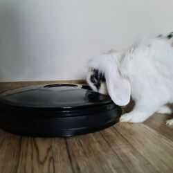 Dozator de mincare automat Purlov 20759 (Black) Thumb