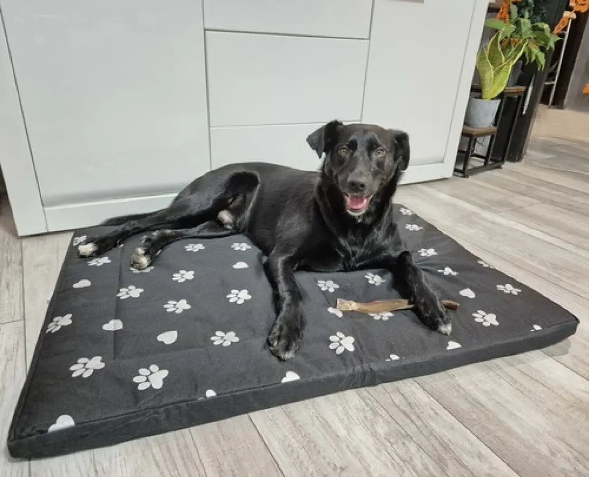 Culcus pentru caini Purlov 24862 (Black)