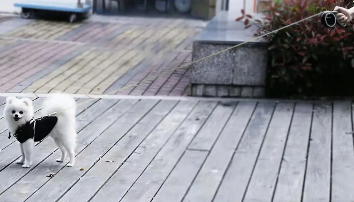 Поводок автоматический Purlov 19788 (Black/Grey)