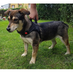 Шлейка для собак Purlov 16149 (Black) Thumb