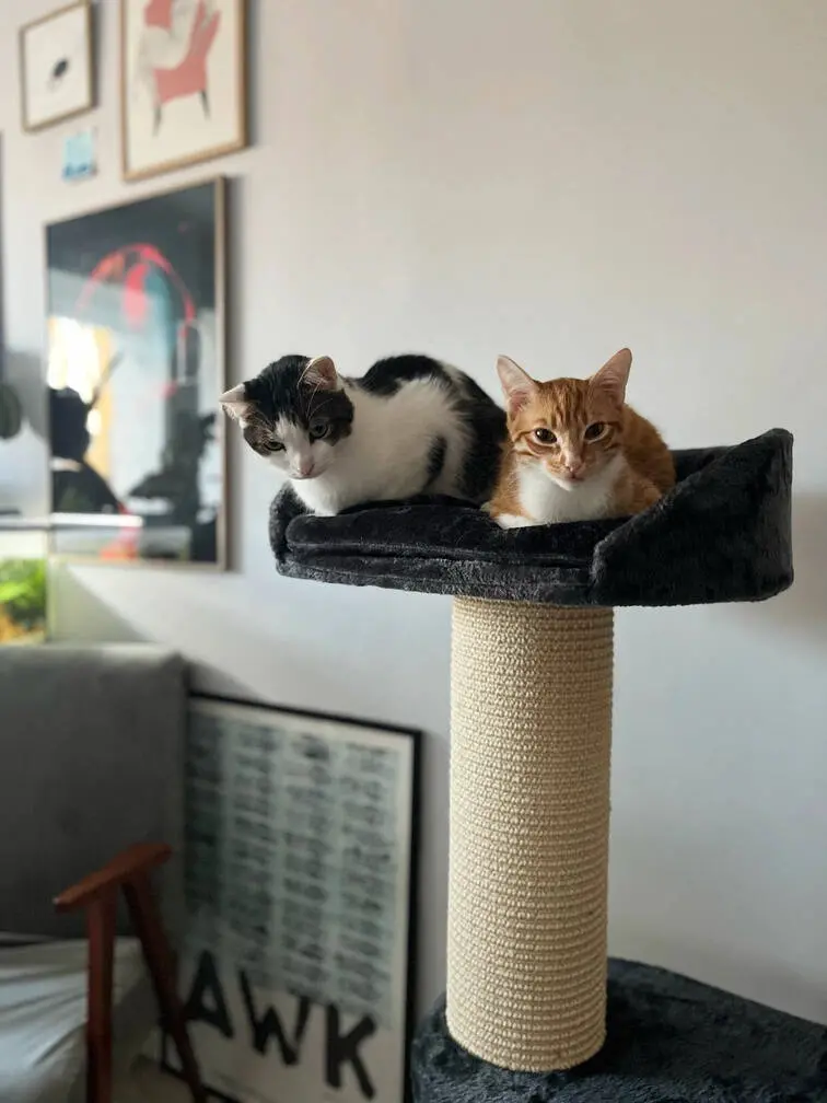 Pat cu zgarietor Zolux Big Cat 2 504094 (Black/Natural)