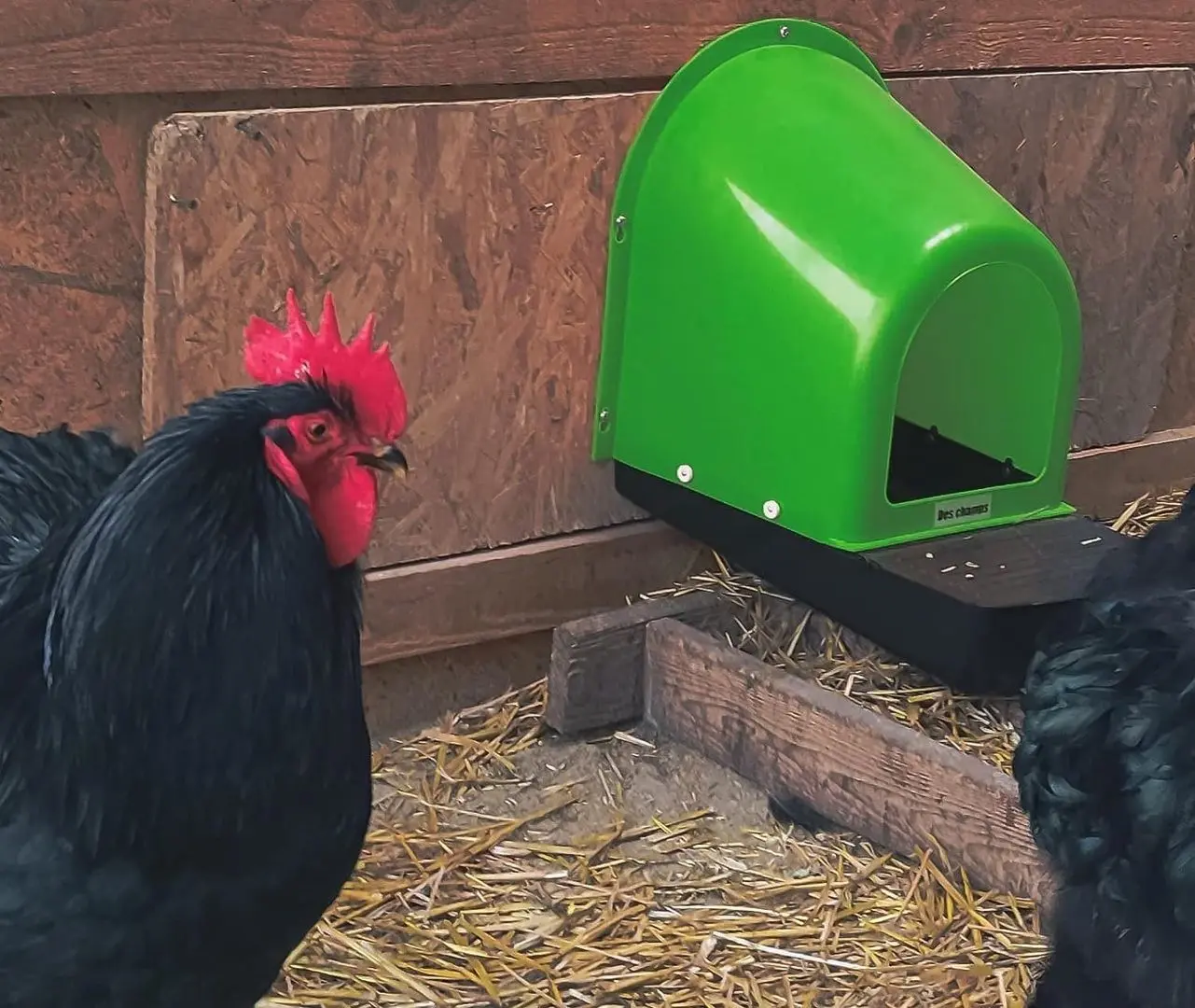 Cuibar pentru gaini cu colector de oua Demetra ECO