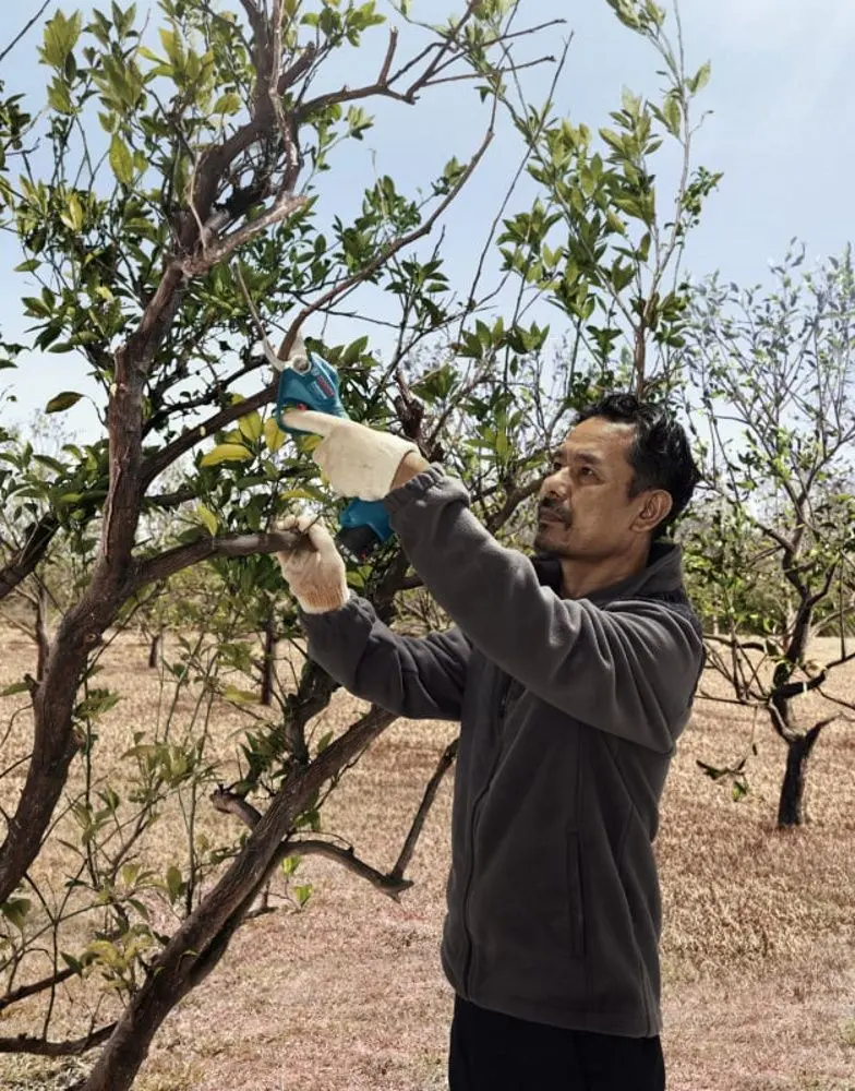 Secator cu acumulator Bosch Professional Pro Pruner