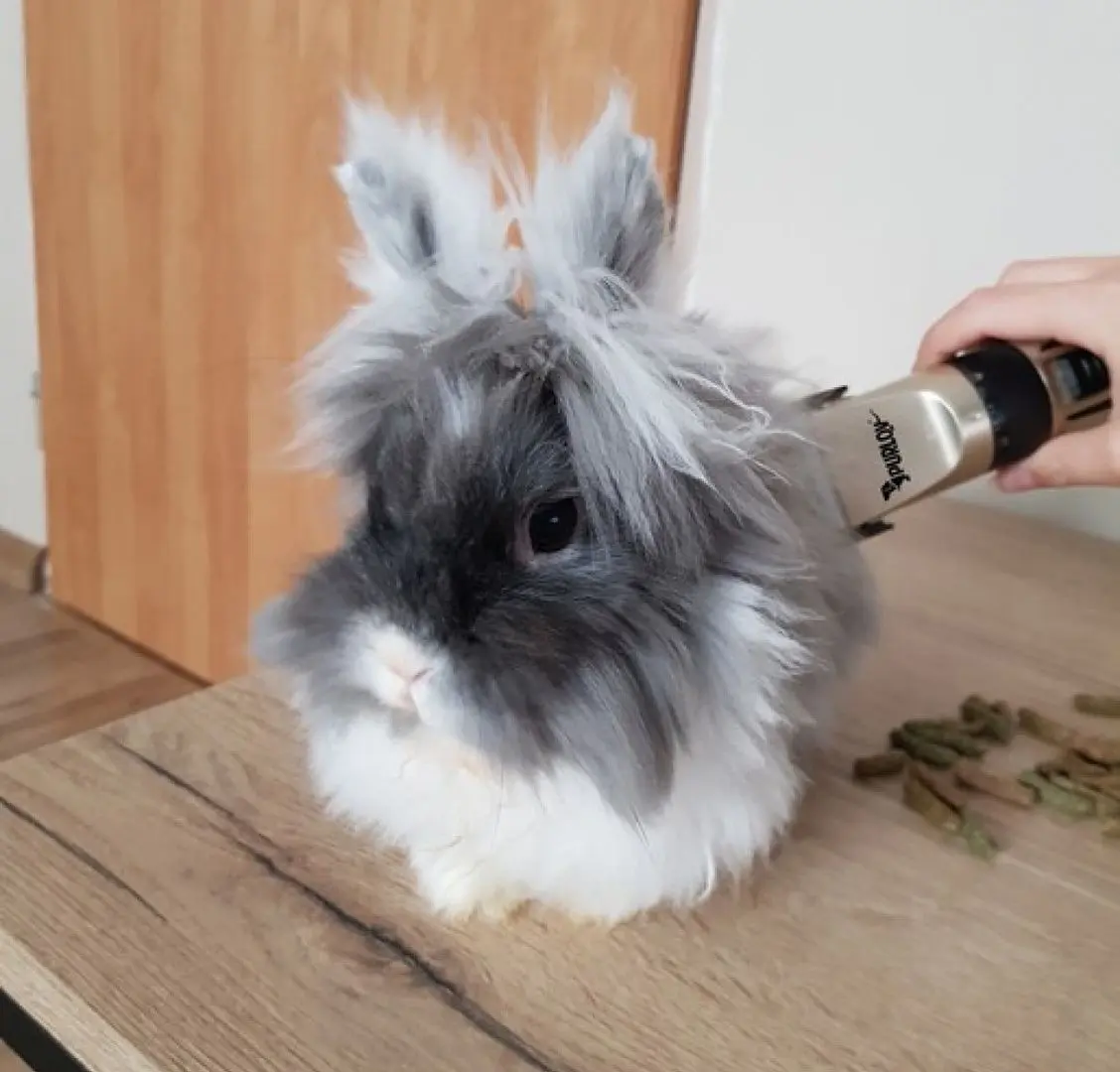 Masina de tuns animale de companie Purlov 24089 Set