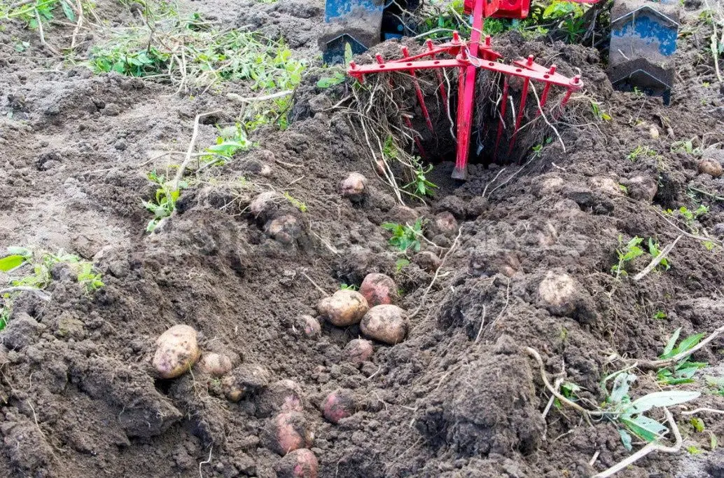 Plug pentru cartofi Evotools 682360 - 3