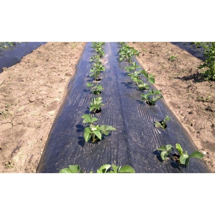 Как посадить клубнику на материал. Агроткань на грядках. Спанбонд для клубники. Агроткань агротекс. Агроспан для клубники.