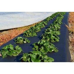 Агроволокно Greentech 60gr/m2 2x100m (Black) Thumb