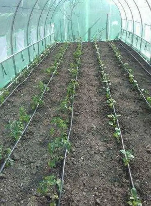 Тепличная пленка Tehno MS 1244 8x3x2m (Green)