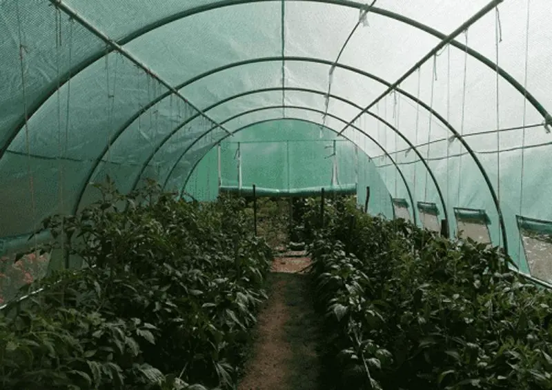 Тепличная пленка Tehno MS 1244 8x3x2m (Green)