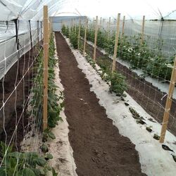 Plasă pentru spalier Tenax Hortonova 2.04x1000 (White) Thumb