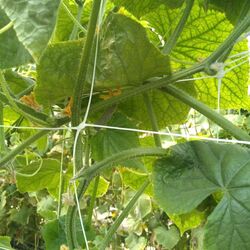 Plasă pentru spalier Tenax Hortonova 2.04x1000 (White) Thumb