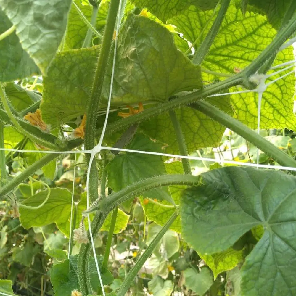 Plasă pentru spalier Tenax Hortonova 2.04x1000 (White) - 3