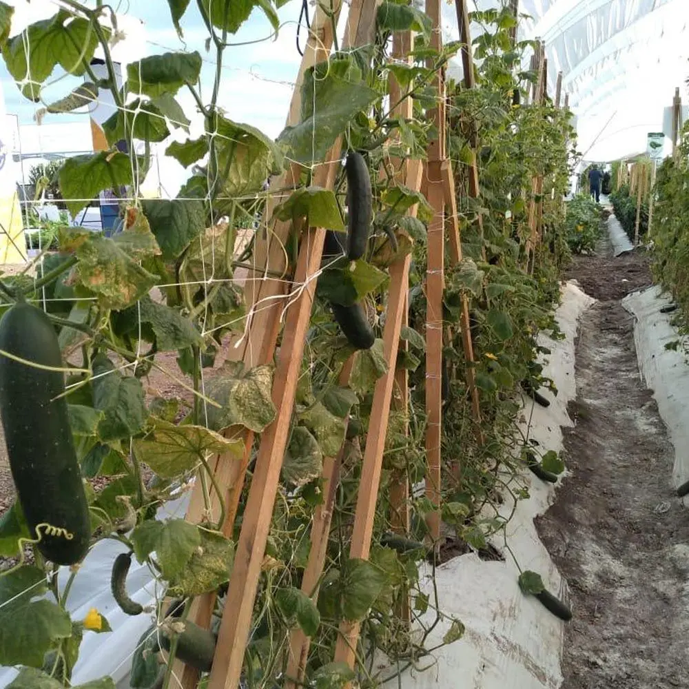 Plasă pentru spalier Tenax Hortonova 2.04x1000 (White) - 4