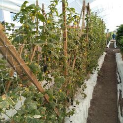 Plasă pentru spalier Tenax Hortonova 2.04x1000 (White) Thumb