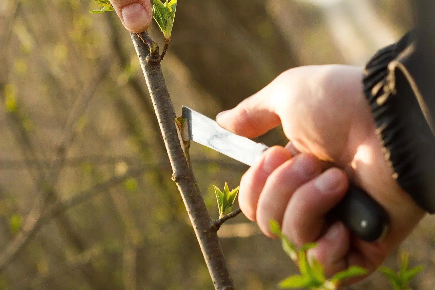 Окулировочный нож Cellfast 40-262 - 3