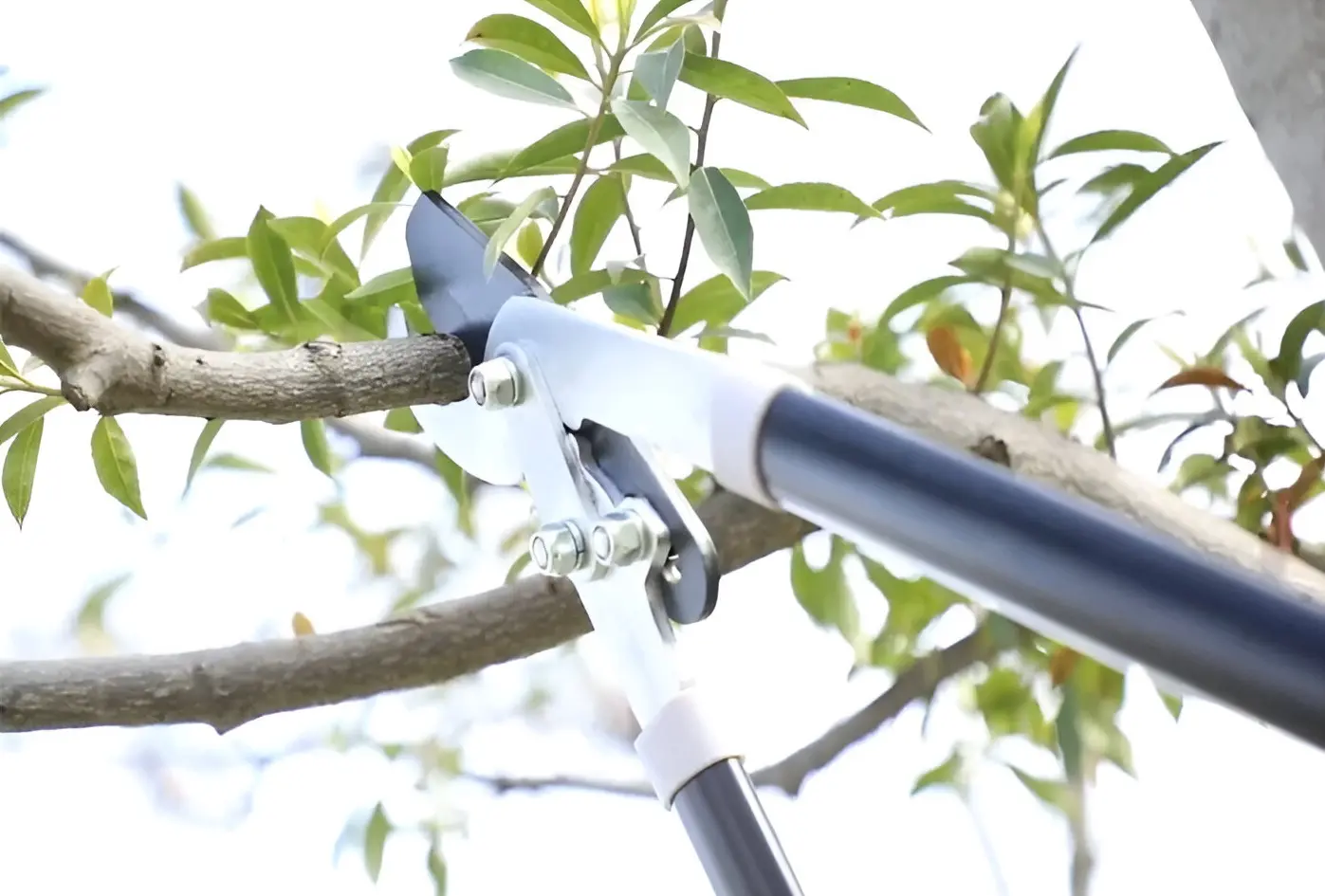 Foarfeca de gradina Total Tools THT1527608