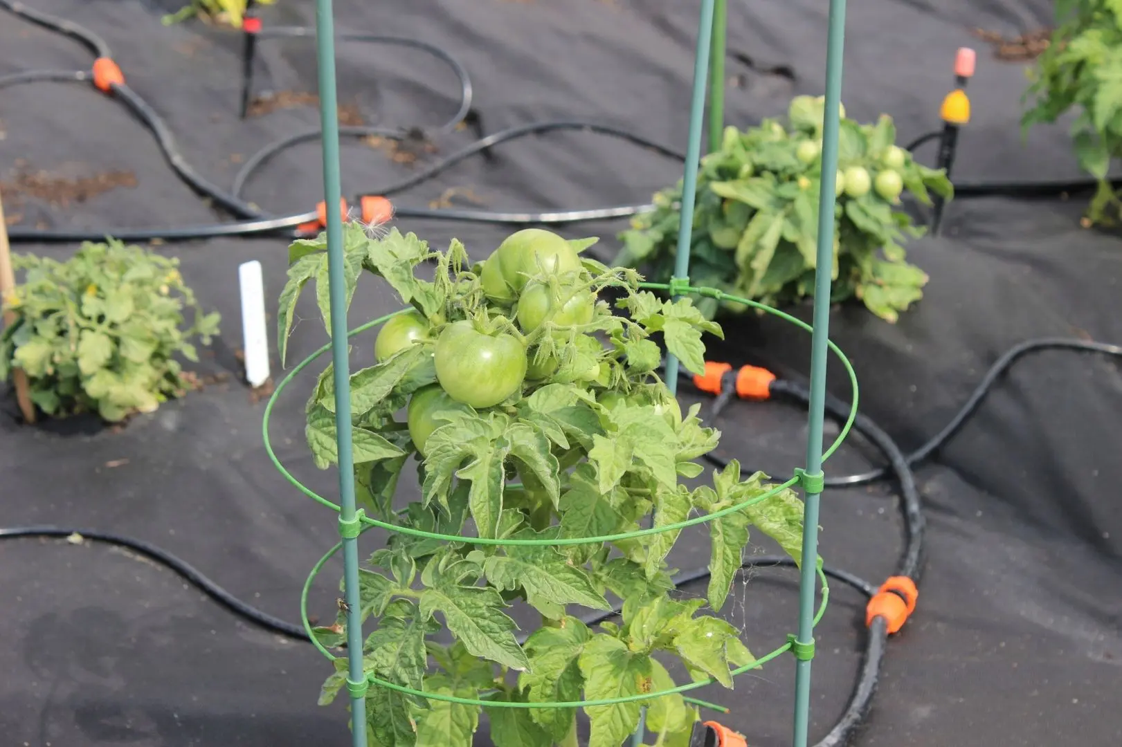 Набор для полива GardenLine RIG5041 - 6