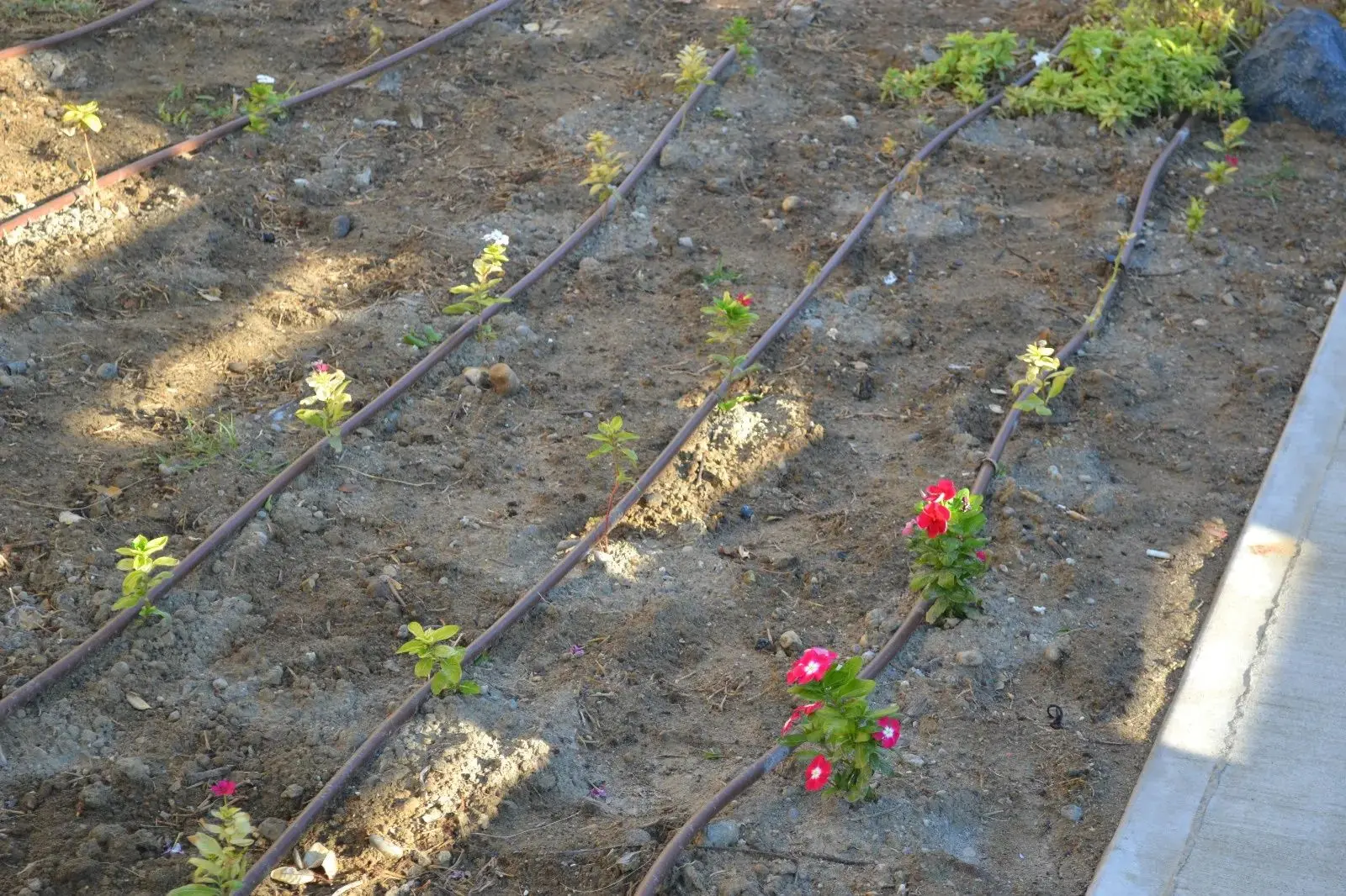 Шланг для капельного полива Rehau 206999 100м - 4