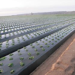 Pelicula pentru mulcire 1х500 (Black) Thumb