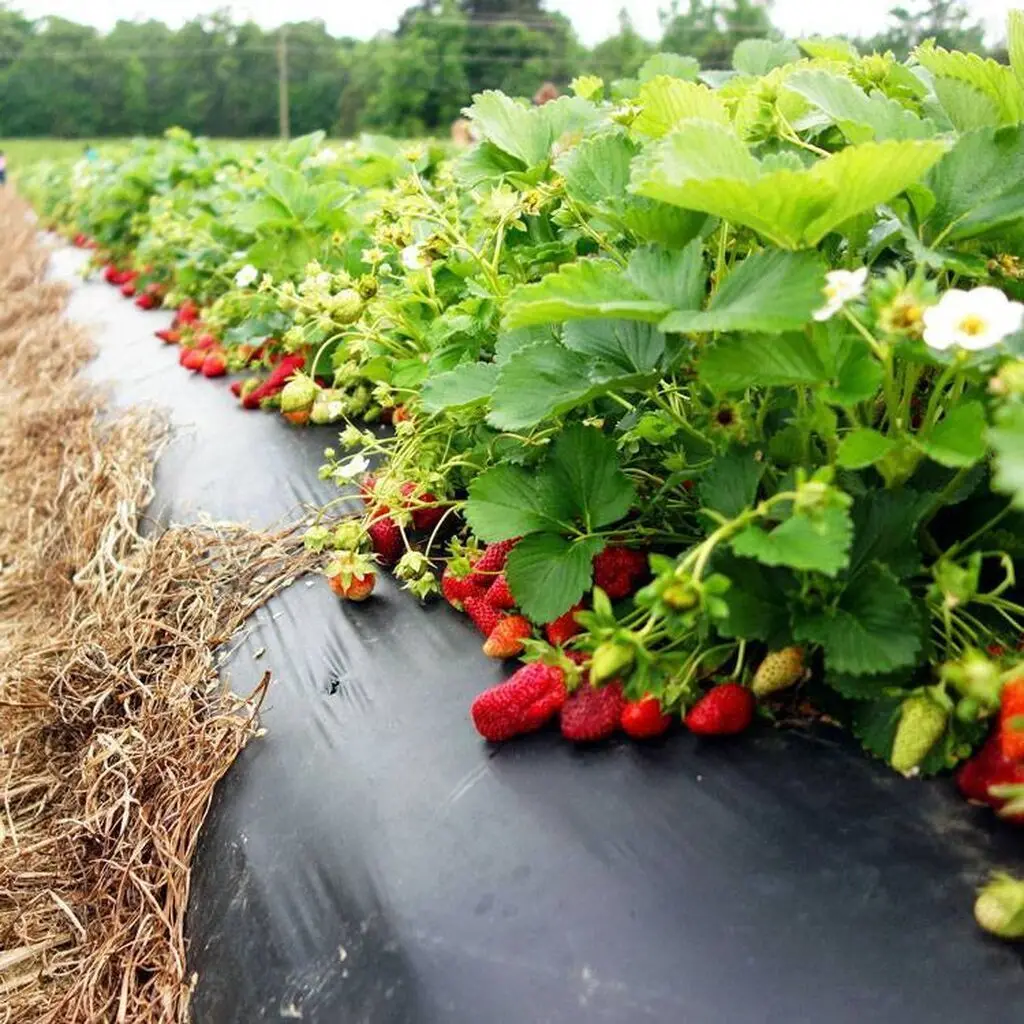 Pelicula pentru mulcire 1х500 (Black)