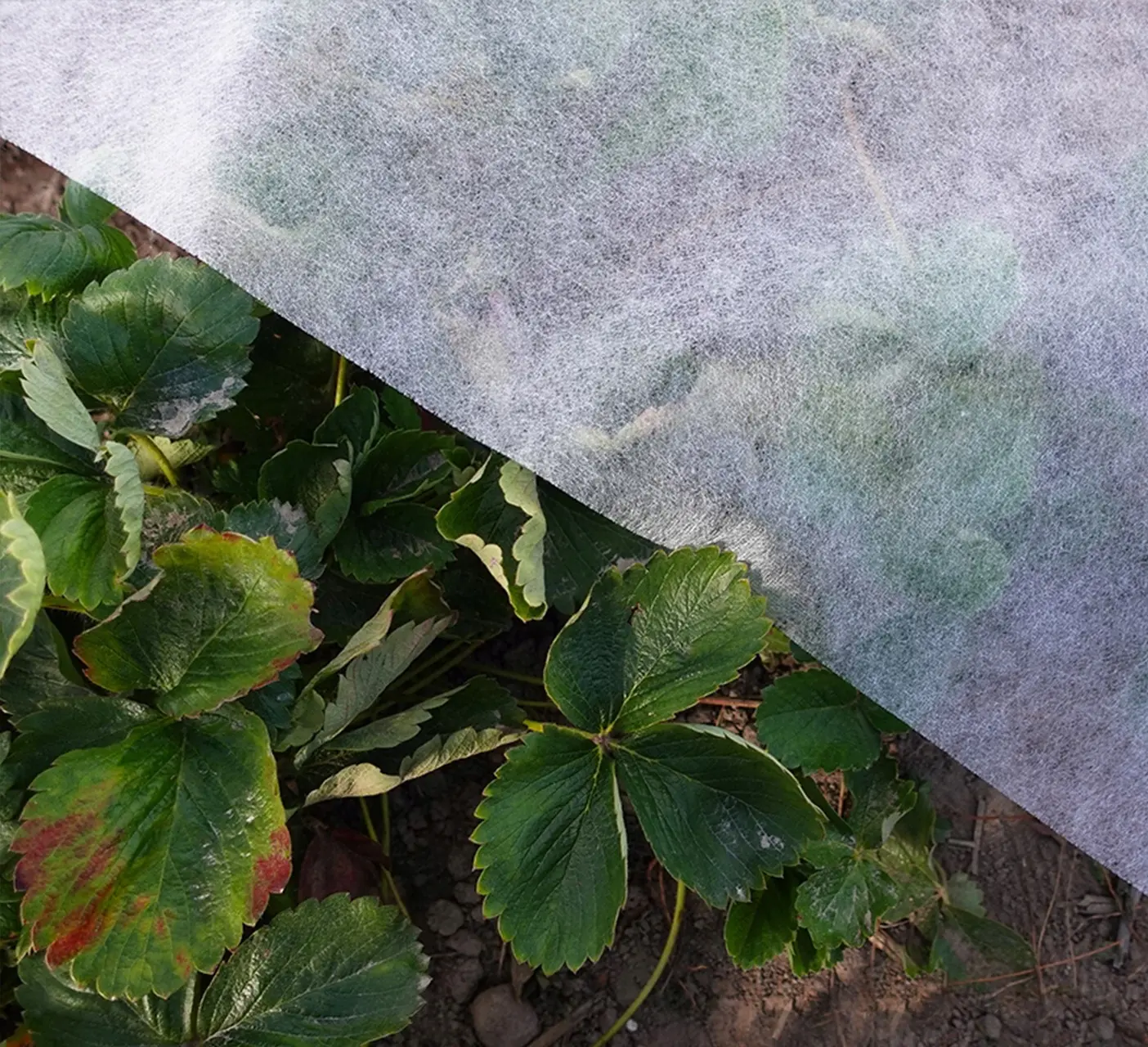 Agrofibra Bradas AWW1711100 1.1x100m (White)