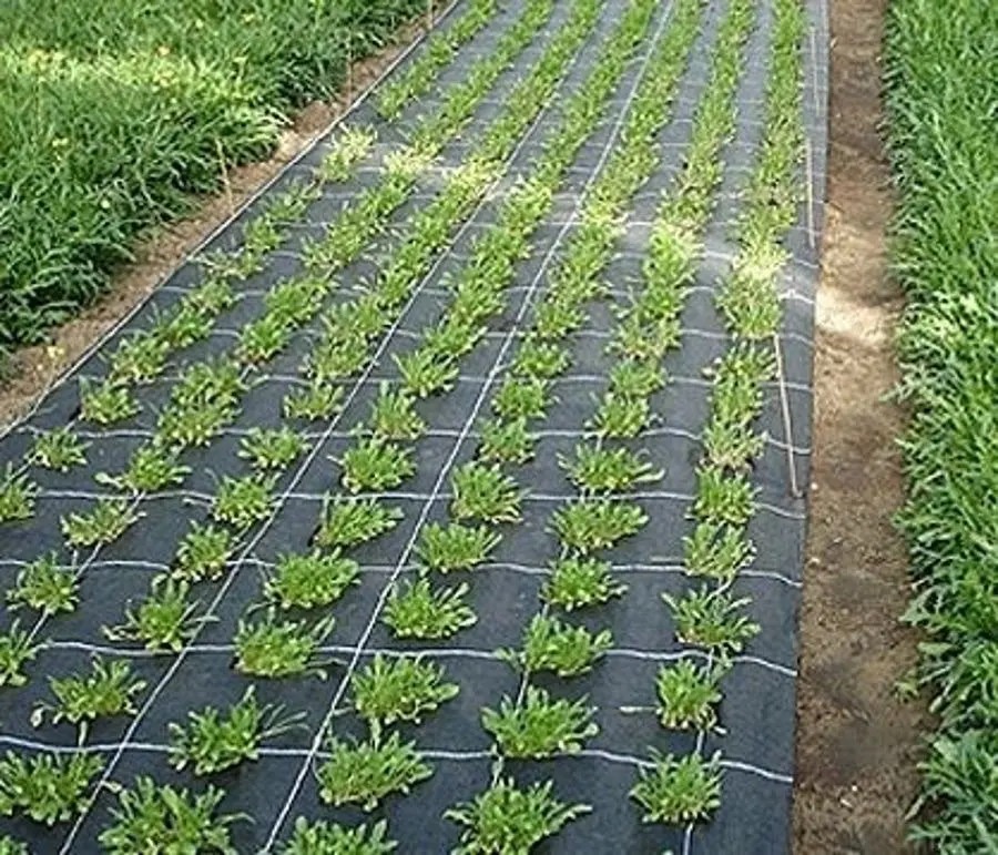 Агроволокно Greentech 90gsm 0.35x300 (Black) - 4