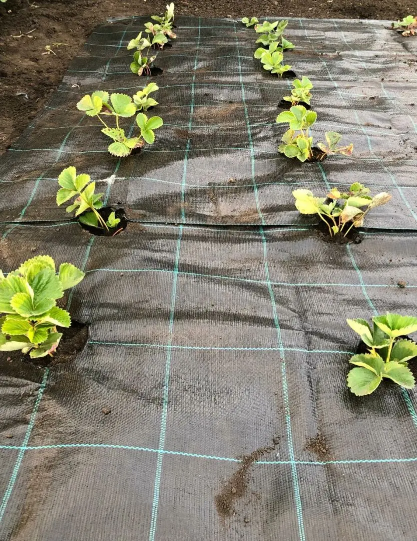 Ткань для мульчирования Juta 3.3x100m (Black)