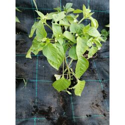 Pinza pentru mulcire Juta 4.2x100m (Black) Thumb