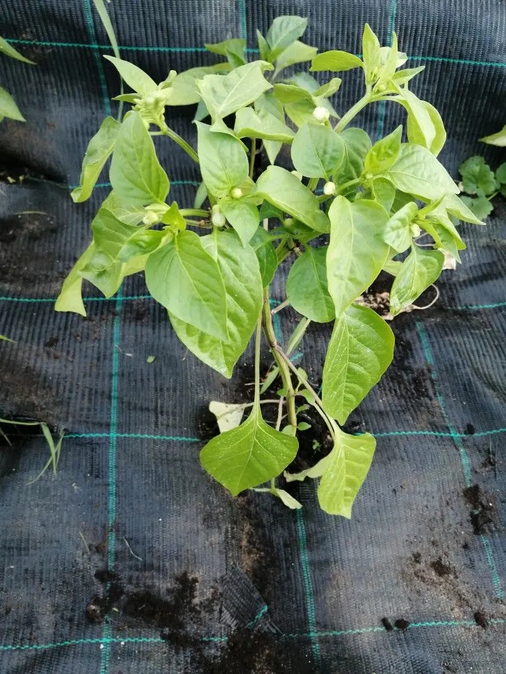 Pinza pentru mulcire Juta 4.2x100m (Black)